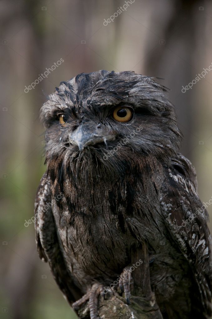 frogmouth owl black eyes