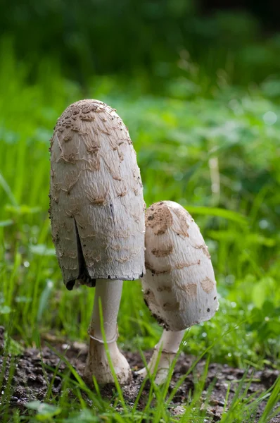 Divoké houby — Stock fotografie