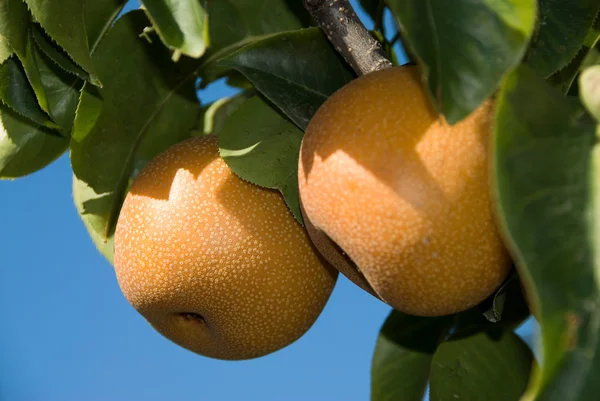 stock image Nashi Pears