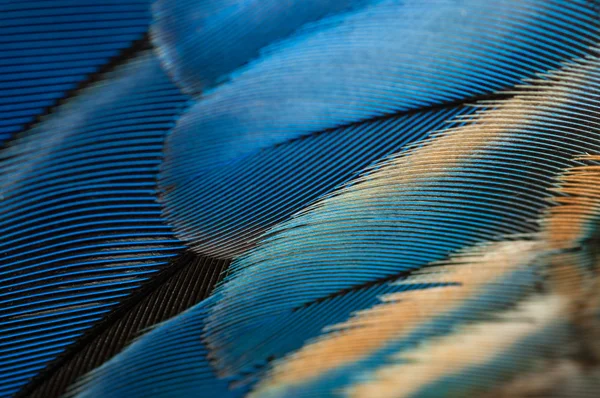 Kék papagáj toll — Stock Fotó