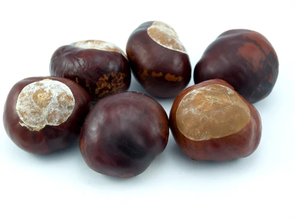 Fruits of a tree of a chestnut — Stock Photo, Image