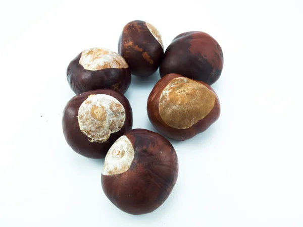 Seed of a chestnut tree — Stock Photo, Image
