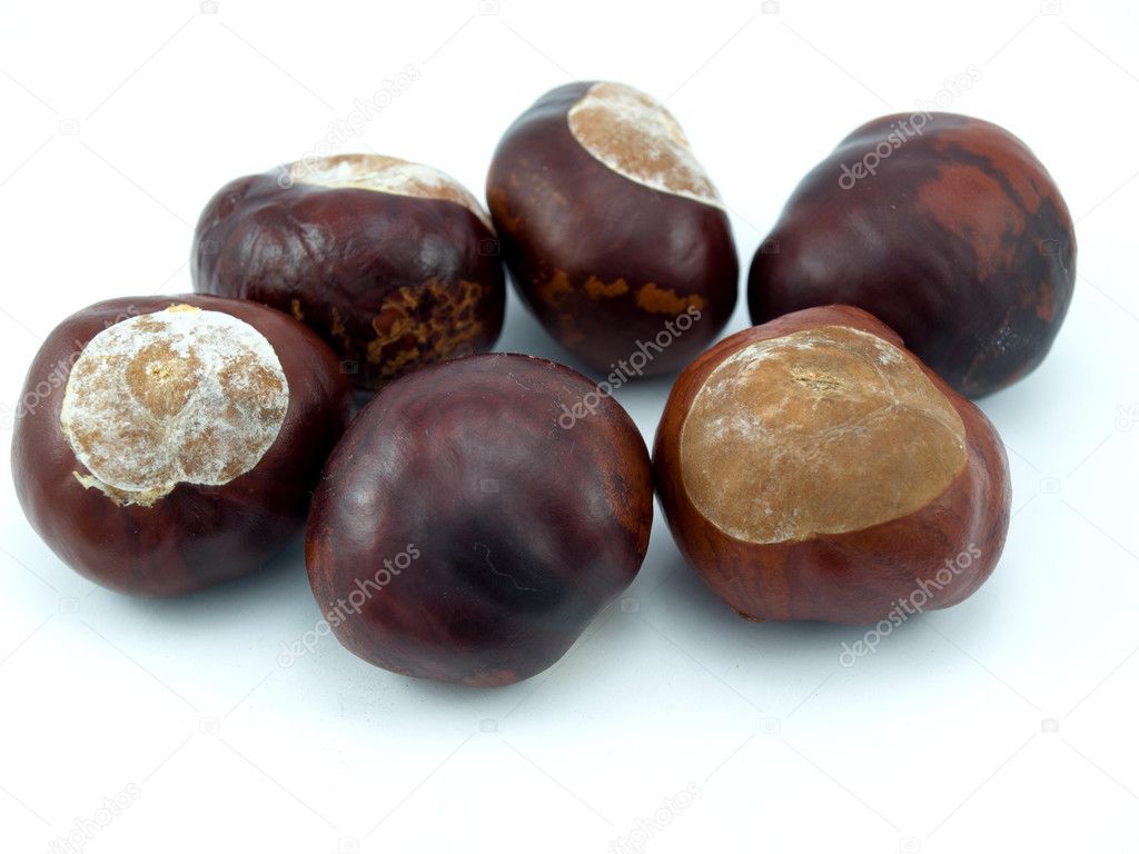 Fruits of a tree of a chestnut