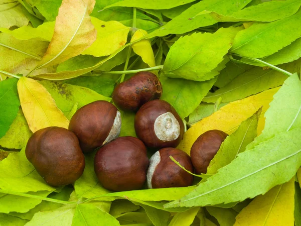 Some chestnuts — Stock Photo, Image