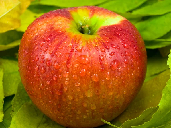 Et æble på løv - Stock-foto