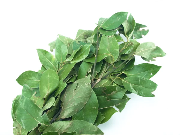 Bouquet de feuilles de baie — Photo