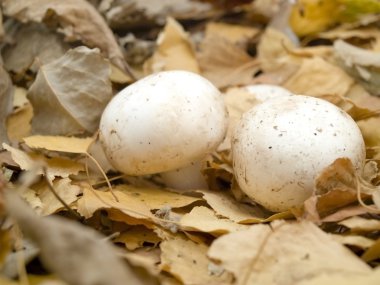 Mushrooms in wood clipart