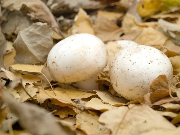 stock image Mushrooms in wood