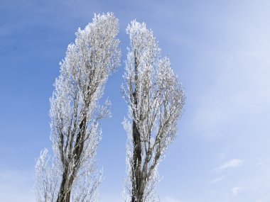 İki bir şube hangi kavak hoarfrost koyu mavi gökyüzü bulutlu karşılanmaktadır