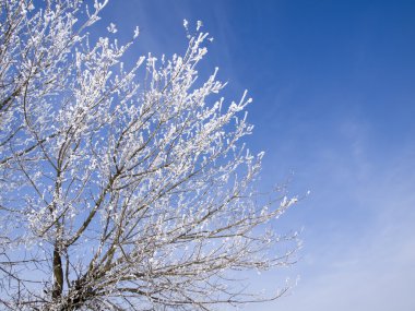 bir ağacın dalları yuvarlak tarafından hoarfrost gökyüzü bulutlar ile sıkışmış