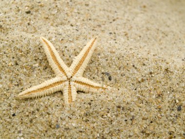The dried up starfish lies on sand and is already a little powdered clipart