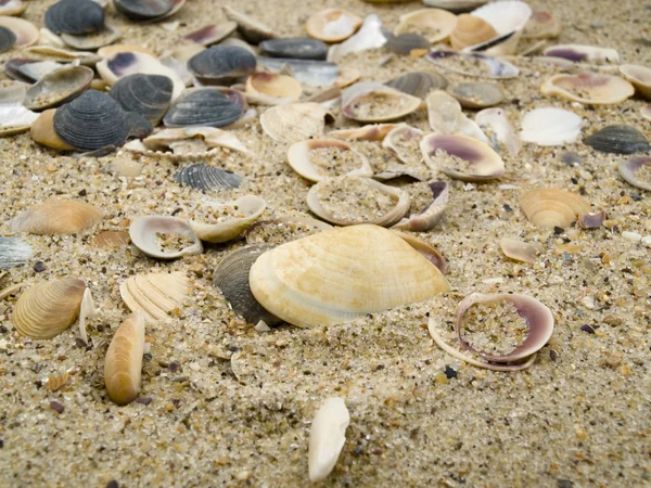 Considerable Quantity Cockleshells Chaotically Sand Grains Sand — Stock Photo, Image