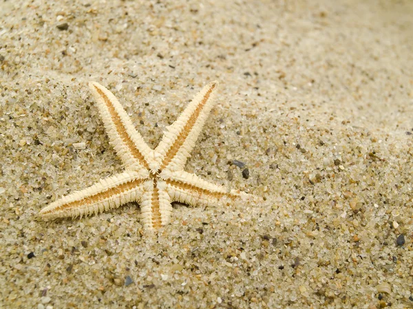 Висушена Морська Зірка Лежить Піску Вже Трохи Присипана — стокове фото