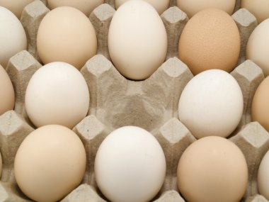 Eggs are in cells and one cell without egg clipart