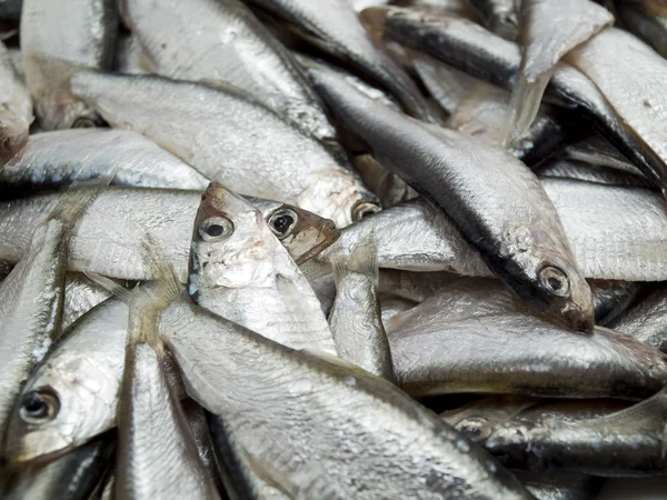 It is a lot of fish — Stock Photo, Image