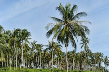 Mavi gökyüzü arka planında palmiye ağaçları