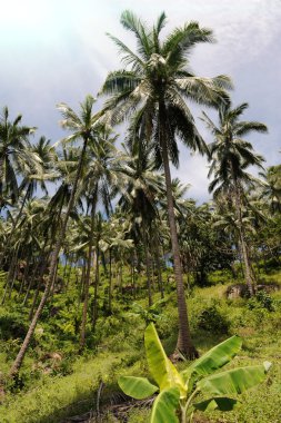 orman. Samui Adası, Tayland