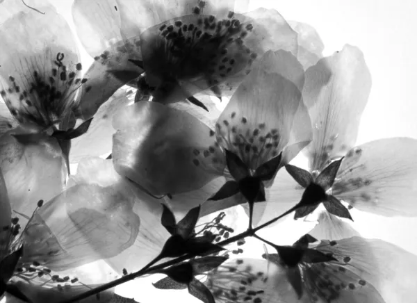 Сухая ветвь жасминового цветка — стоковое фото