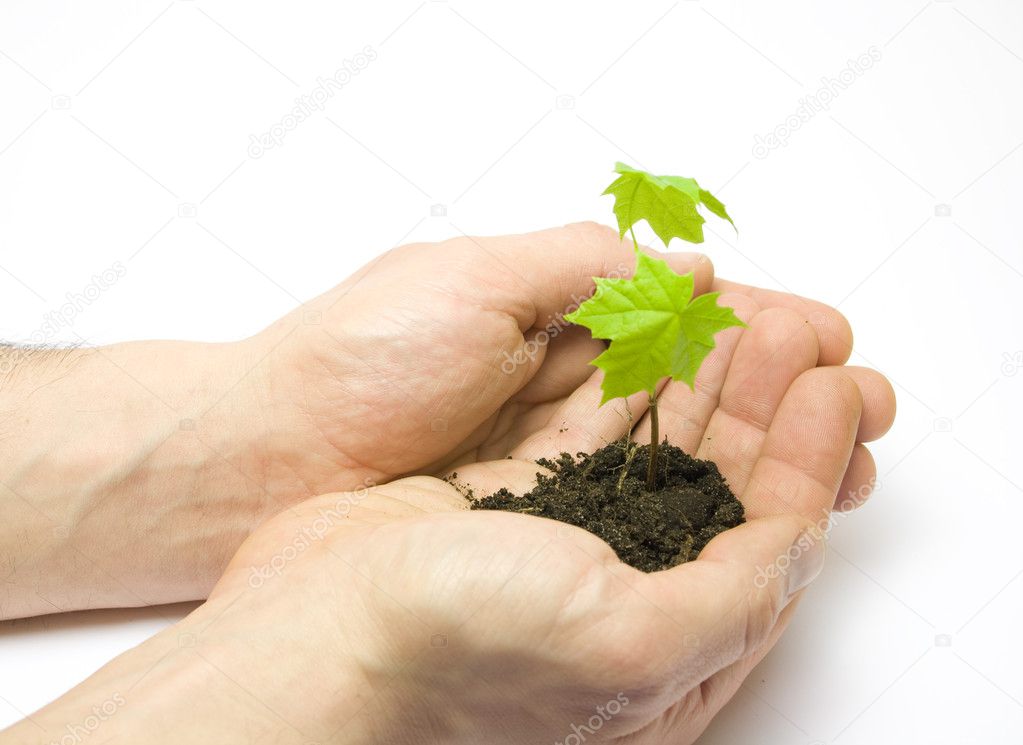 Man holding a new maple tree