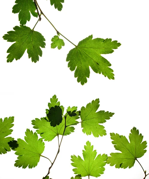 stock image Green dry leaves