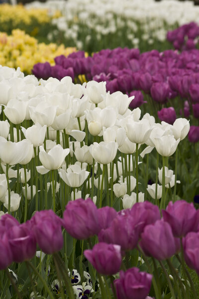 Тюльпаны Стамбула
