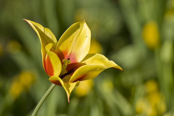 Тюльпаны Стамбула
