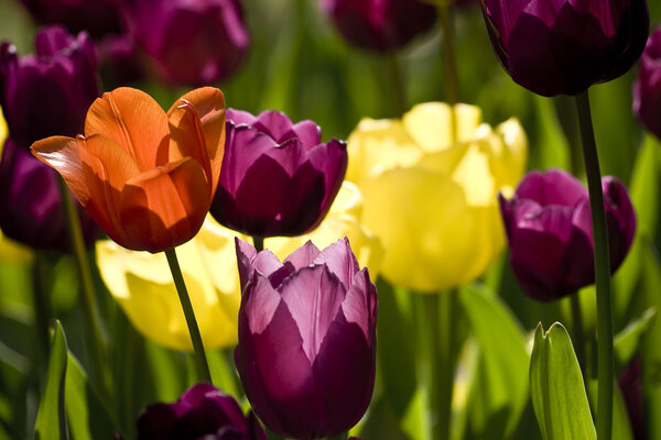 Тюльпаны Стамбула
