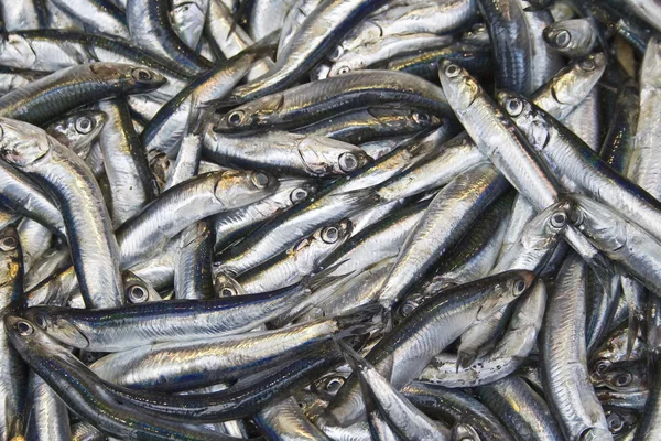 Anchovy — Stock Photo, Image