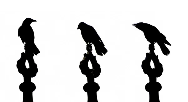 Crow — Stock Photo, Image