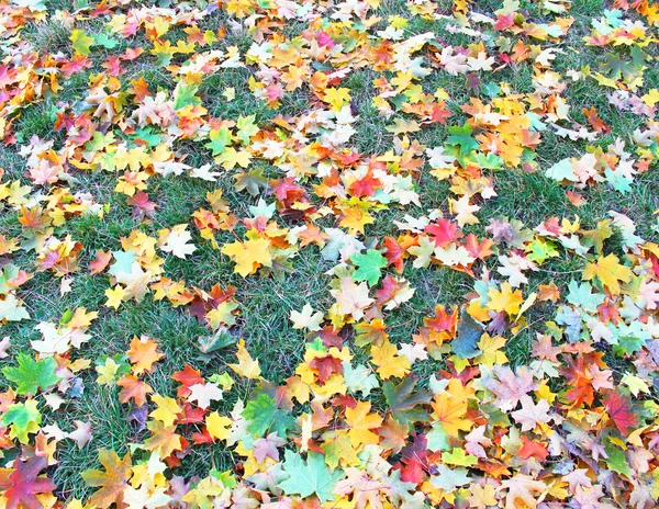 Trawnik jesienny — Zdjęcie stockowe