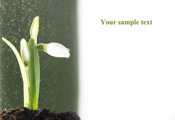 stock image Background with the snowdrops in the dew