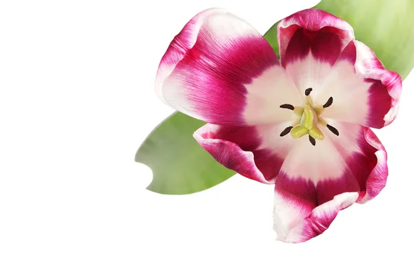 Krásný Tulipán Close Bílém Pozadí — Stock fotografie