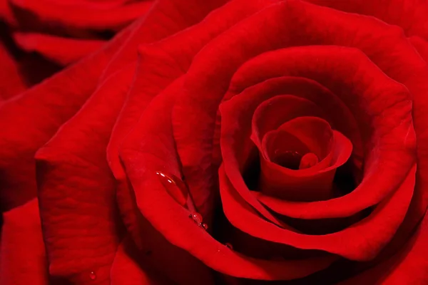 Темно-червона троянда — стокове фото
