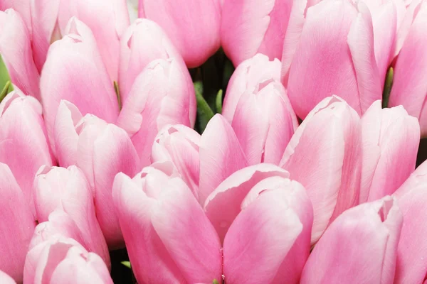 Patrón tulipanes —  Fotos de Stock