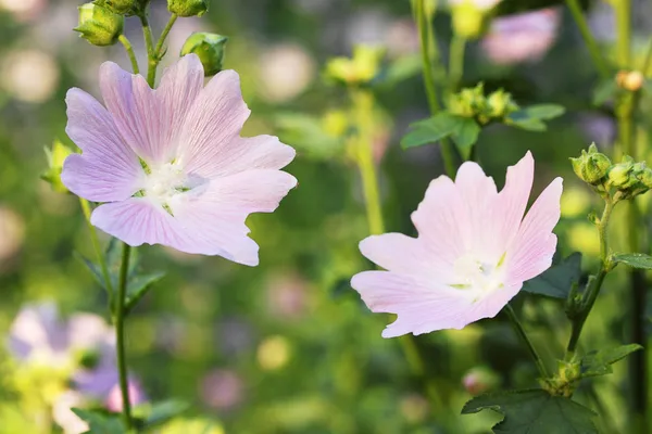 Lavatera bloemen — Stockfoto