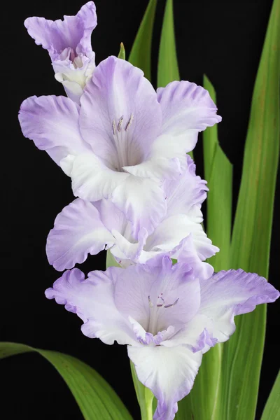 Wunderschöne Violette Gladiolen Vor Schwarzem Hintergrund — Stockfoto