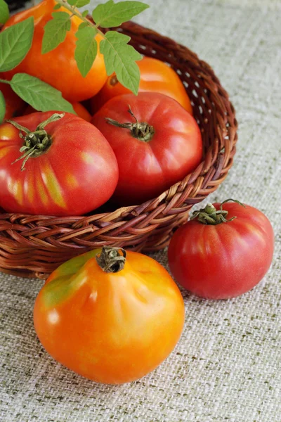 Frisk Høst Tomater Den Vævede Kurv - Stock-foto