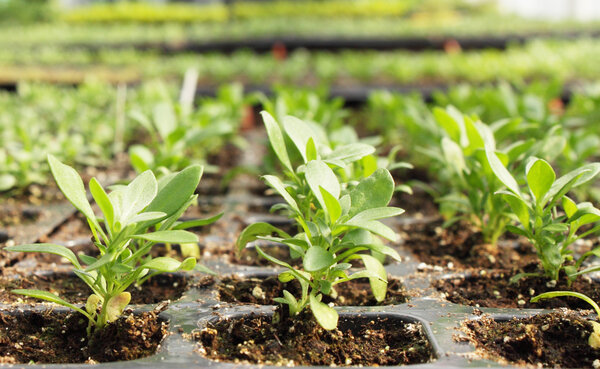 Seedlings of petunia is grown in the greenhouse