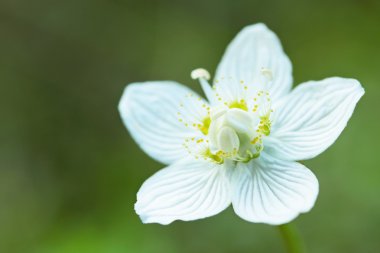 Drosera rotundifolia/ white flower by the closeup clipart