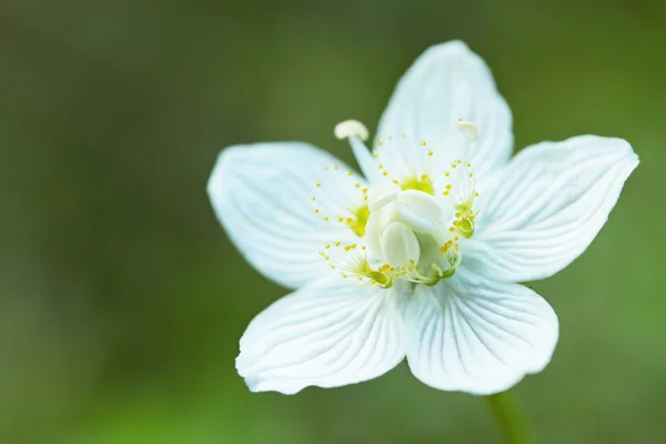 stock image Drosera rotundifolia/ white flower by the closeup