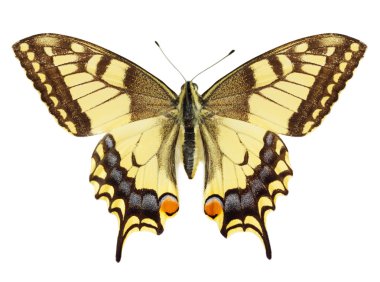 Beautiful yellow butterfly against the white background clipart