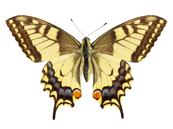 Schöner Gelber Schmetterling Vor Weißem Hintergrund — Stockfoto