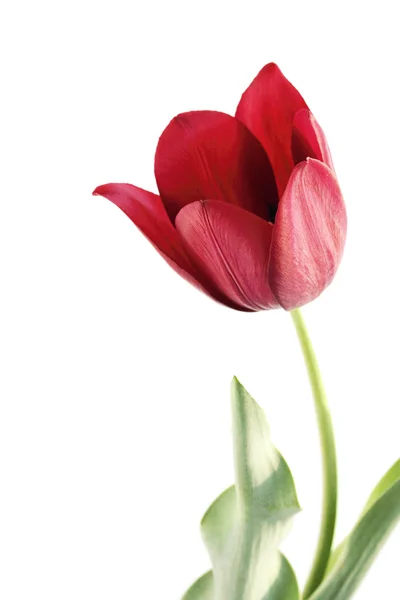 Tulipano rosso bordeau — Foto Stock