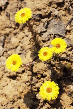 Coltsfoot