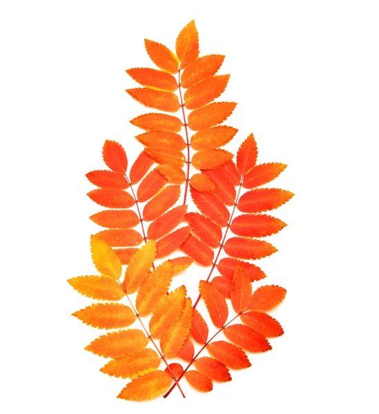 Listí na větvi — Stock fotografie