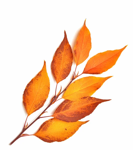 Leaves on a branch — Stock Photo, Image