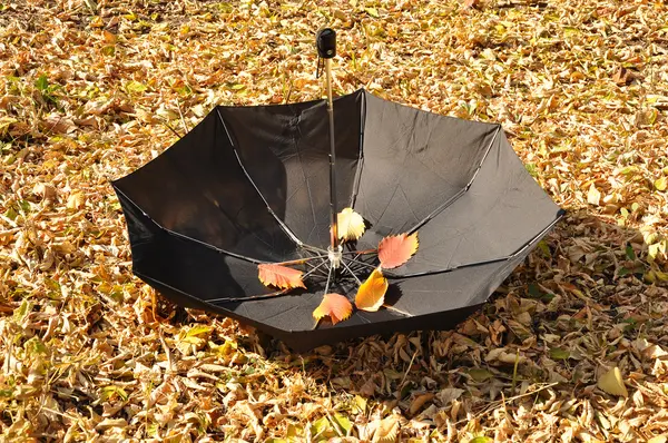 在一个公园的伞 — 图库照片