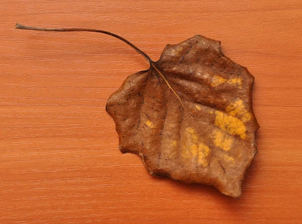 Detail of autumnal dried leaf — Stock Photo, Image