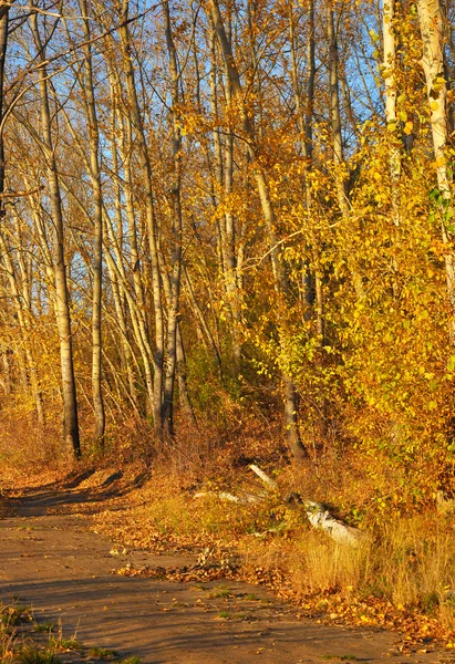 Μονοπάτι στο φθινόπωρο δάσος — Φωτογραφία Αρχείου