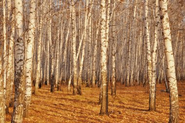 Birch trees in the autumn clipart